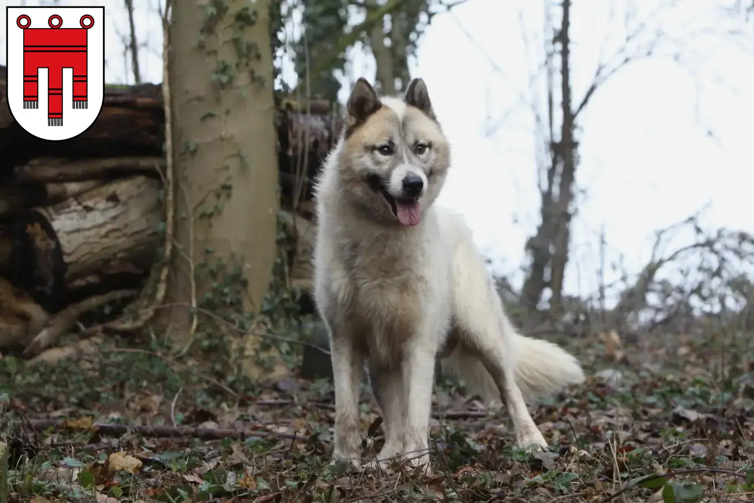 Read more about the article Greenland dog breeders and puppies in Vorarlberg