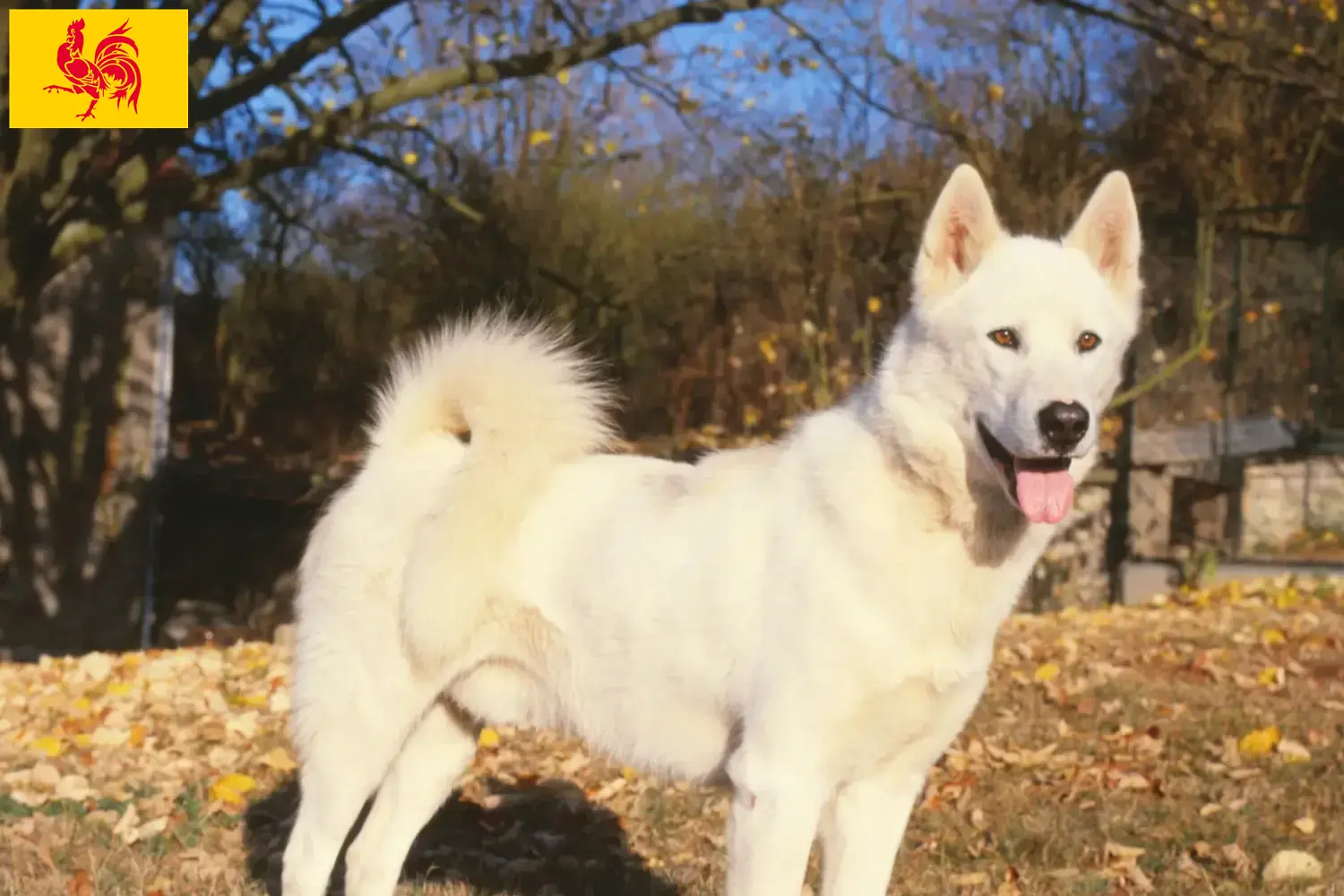 Read more about the article Greenland dog breeders and puppies in Walloon Region