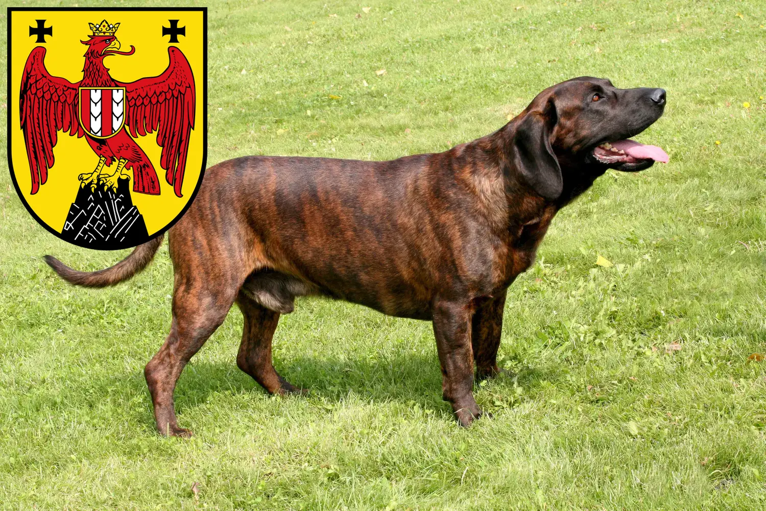 Read more about the article Hanoverian Welding Dog Breeder and Puppies in Burgenland