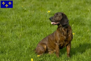 Read more about the article Hannoverscher Schweißhund breeders and puppies in Île-de-France