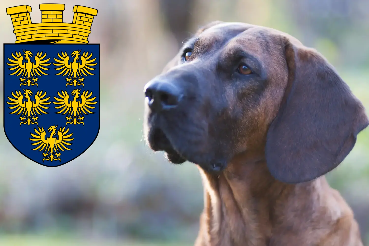 Read more about the article Hanoverian Welding Dog Breeder and Puppies in Lower Austria