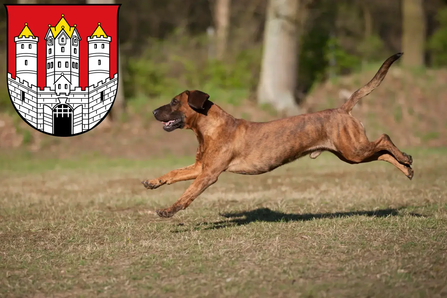Read more about the article Hannoverscher Schweißhund breeders and puppies in Salzburg