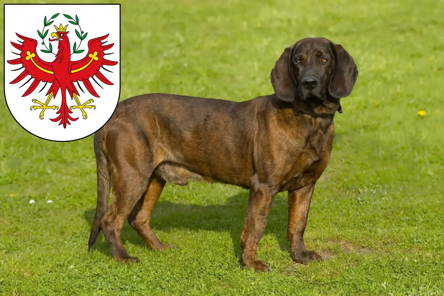 Read more about the article Hannoverscher Schweißhund breeders and puppies in Tyrol