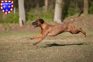 Read more about the article Hanoverian Sweatdog breeder and puppies in Centre-Val de Loire