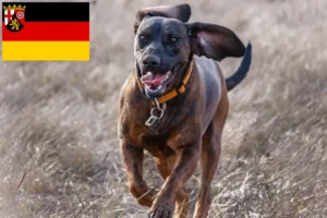 Read more about the article Hannoverscher Schweißhund breeders and puppies in Rhineland-Palatinate