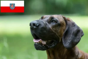 Read more about the article Hannoverscher Schweißhund breeders and puppies in Thuringia