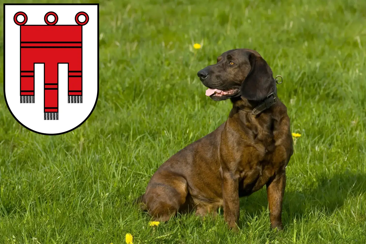 Read more about the article Hanoverian Welding Dog Breeder and Puppies in Vorarlberg