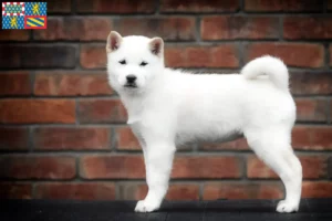 Read more about the article Hokkaido breeders and puppies in Bourgogne-Franche-Comté