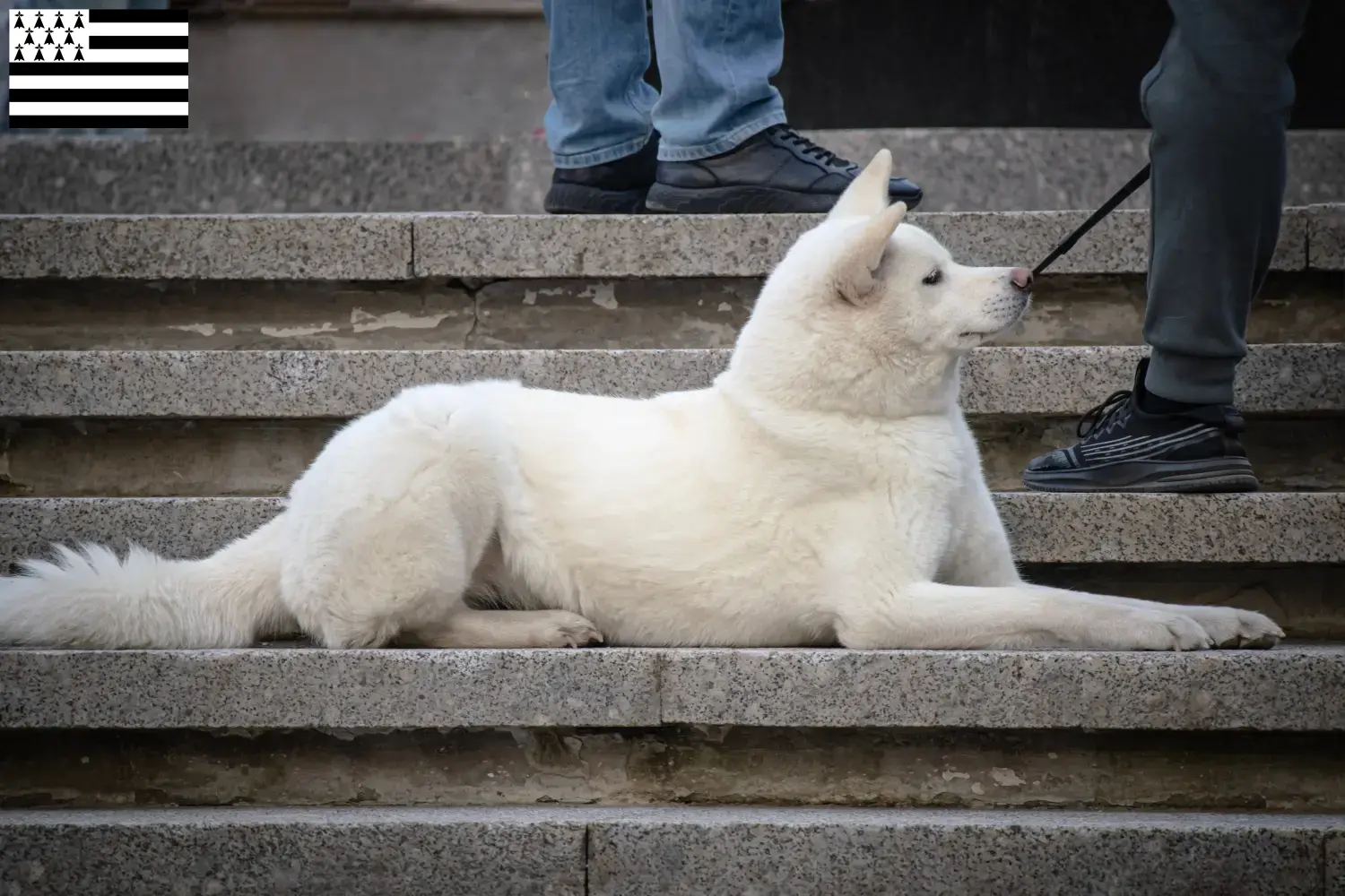 Read more about the article Hokkaido breeders and puppies in Brittany