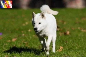 Read more about the article Hokkaido breeders and puppies in Grand Est