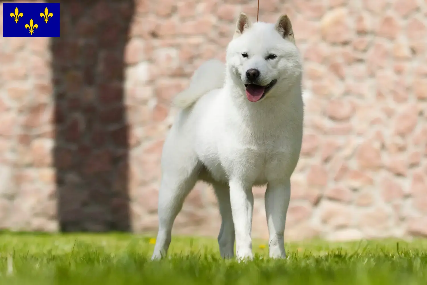 Read more about the article Hokkaido breeders and puppies in Île-de-France