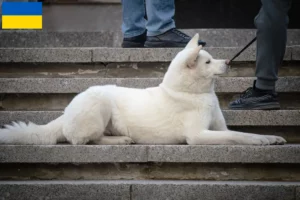 Read more about the article Hokkaido breeders and puppies in Ukraine