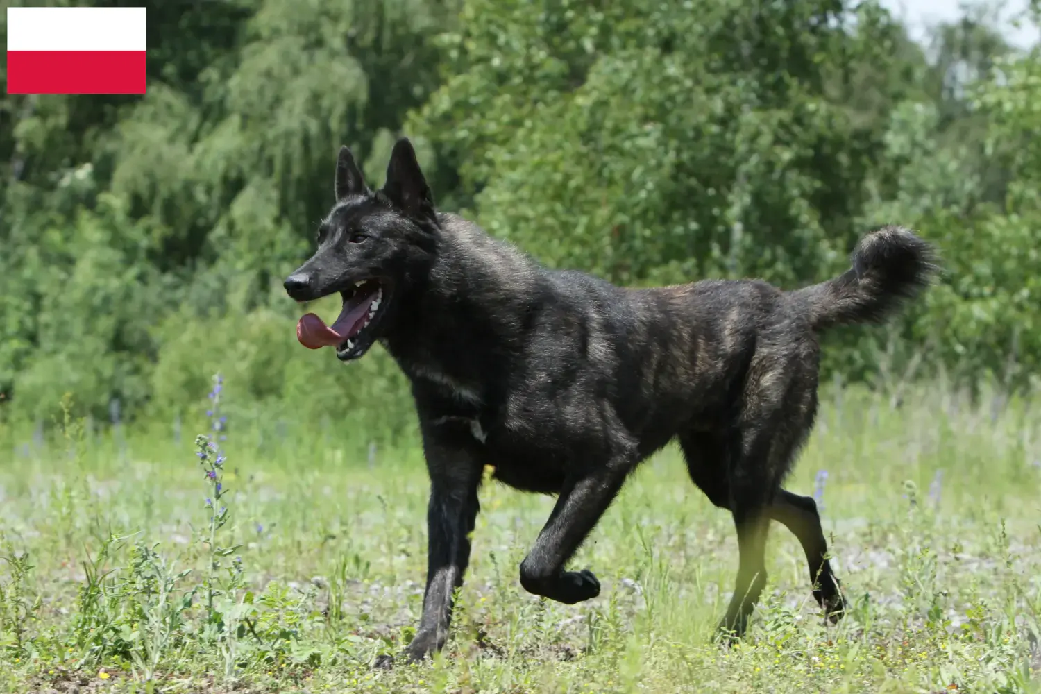 Read more about the article Hollandse Herdershond breeders and puppies in Poland