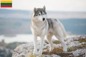 Read more about the article Husky breeders and puppies in Lithuania
