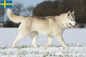 Read more about the article Husky breeders and puppies in Sweden