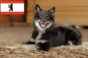 Read more about the article Icelandic dog breeders and puppies in Berlin