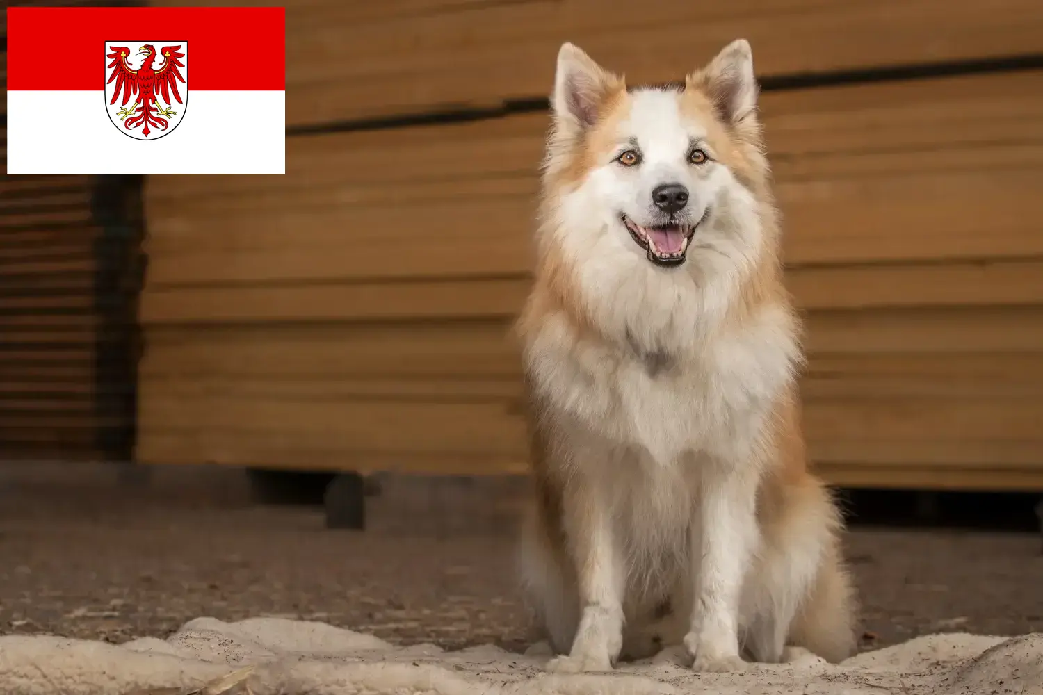 Read more about the article Icelandic dog breeders and puppies in Brandenburg