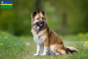 Read more about the article Icelandic dog breeders and puppies in Flevoland