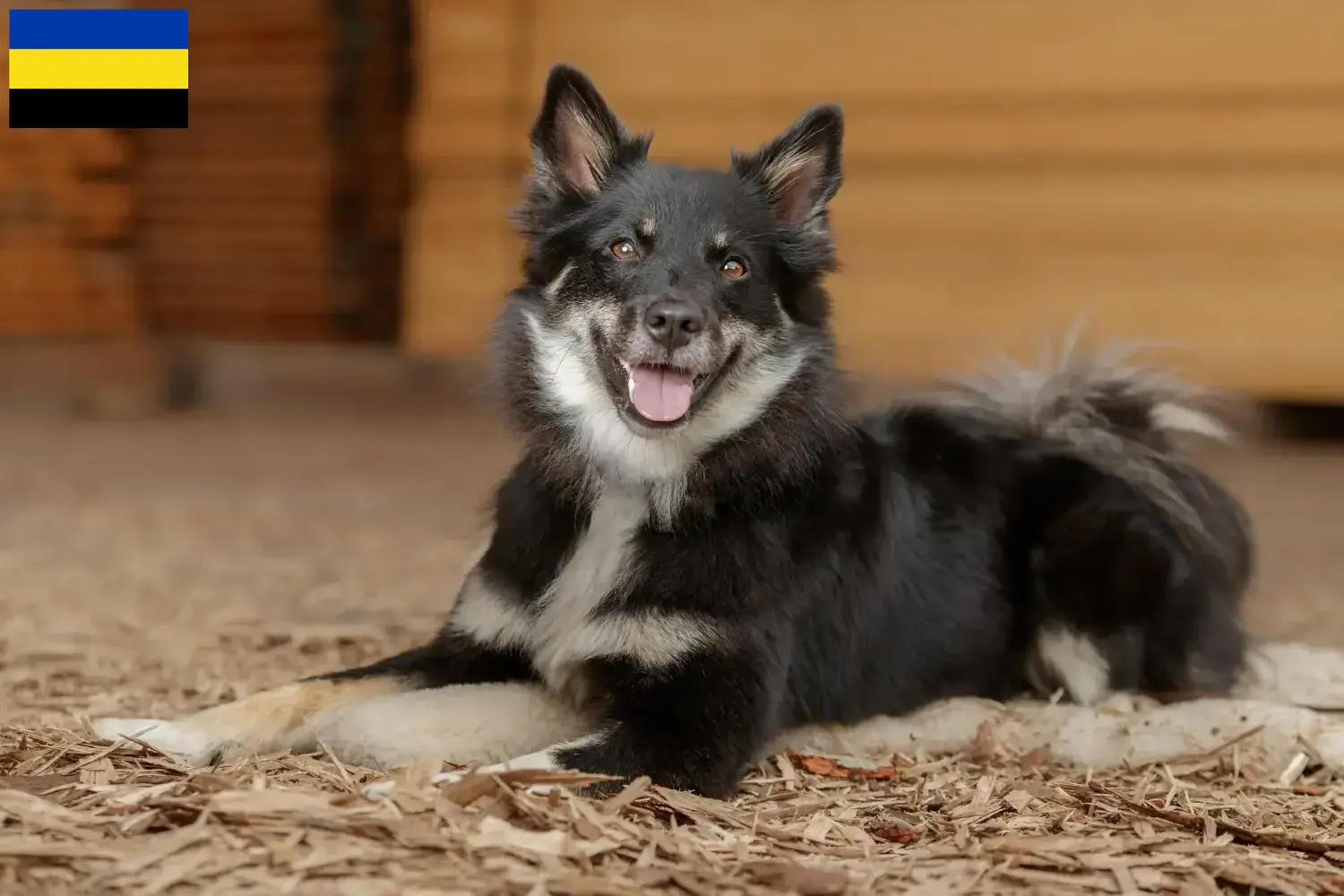 Read more about the article Icelandic dog breeders and puppies in Gelderland