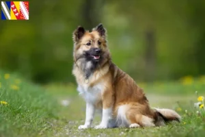 Read more about the article Icelandic dog breeders and puppies in Grand Est