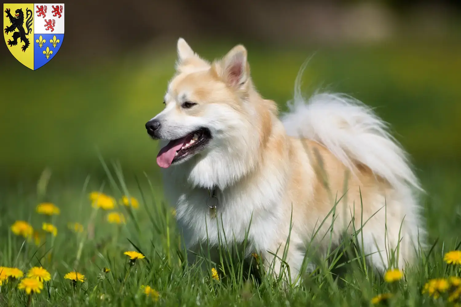 Read more about the article Icelandic dog breeders and puppies in Hauts-de-France