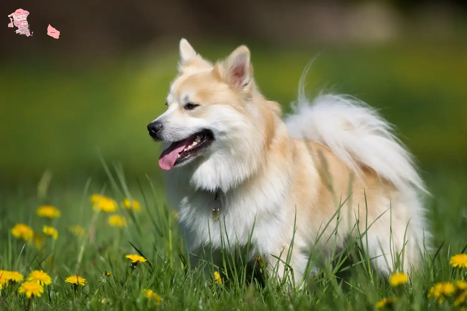 Read more about the article Icelandic dog breeder and puppies in Hovedstaden