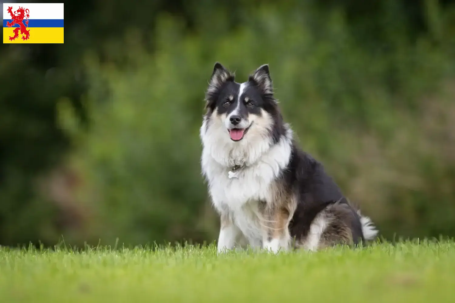 Read more about the article Icelandic dog breeder and puppies in Limburg