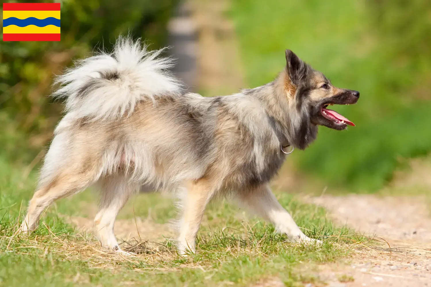 Read more about the article Icelandic dog breeders and puppies in Overijssel