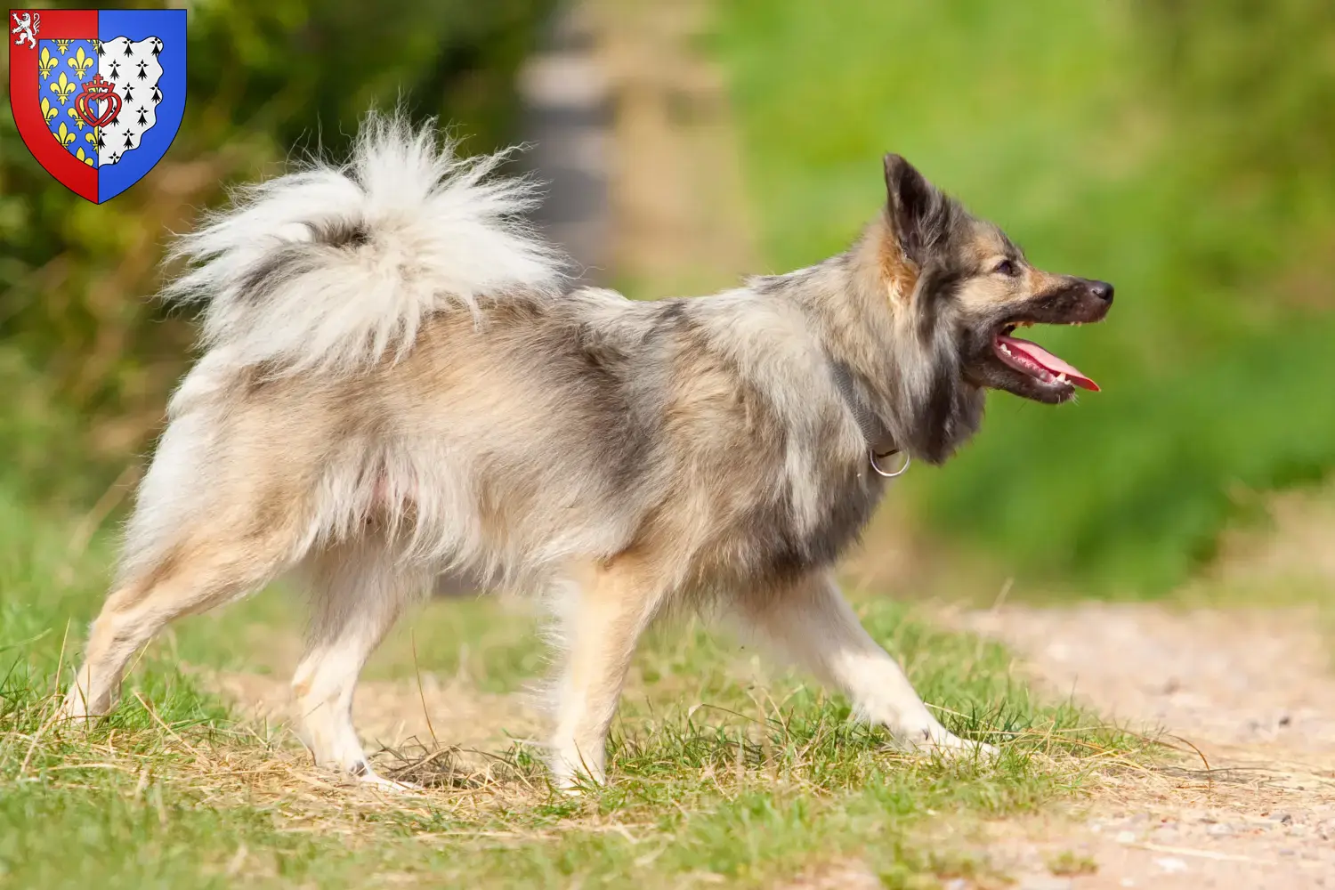 Read more about the article Icelandic dog breeders and puppies in Pays de la Loire