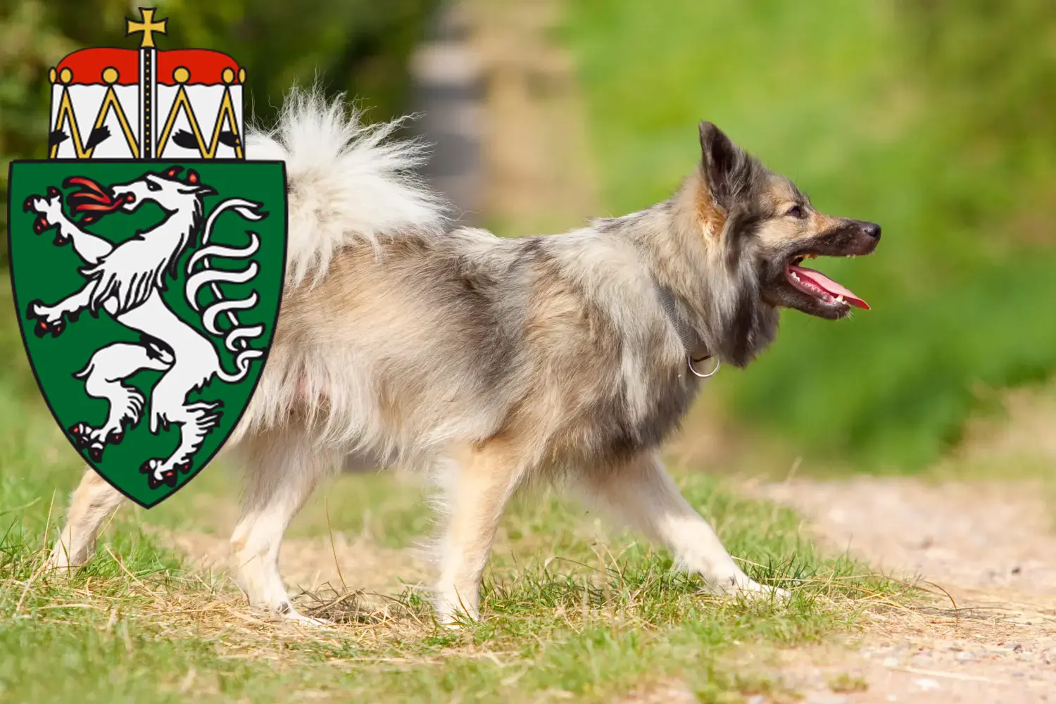 Read more about the article Icelandic dog breeders and puppies in Styria