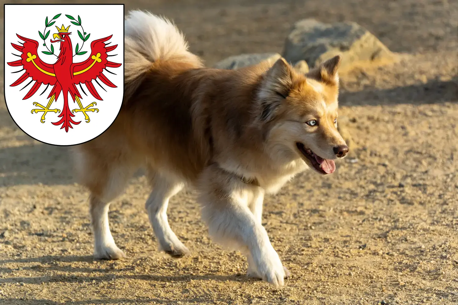 Read more about the article Icelandic dog breeders and puppies in Tyrol