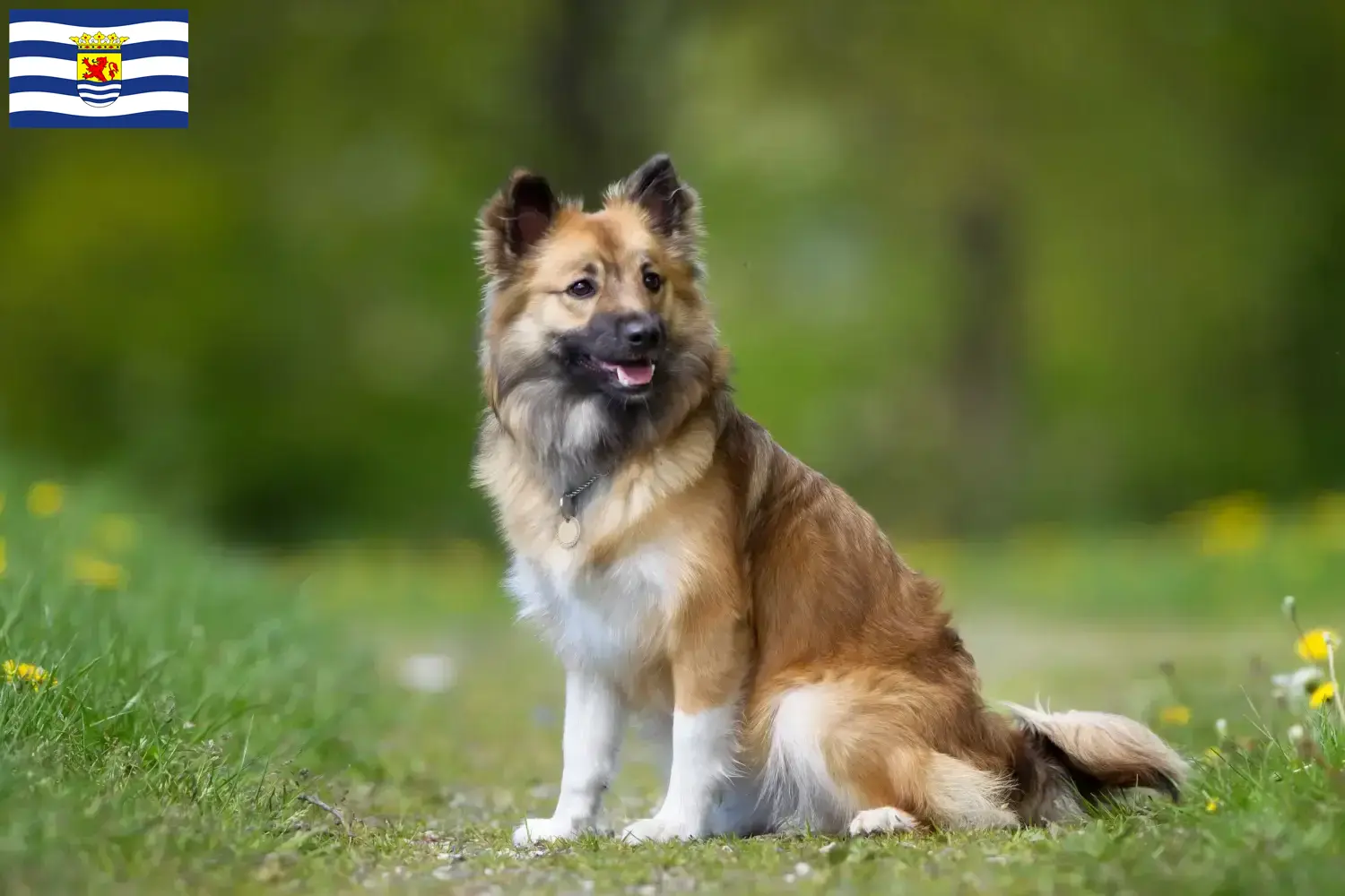 Read more about the article Icelandic dog breeders and puppies in Zeeland