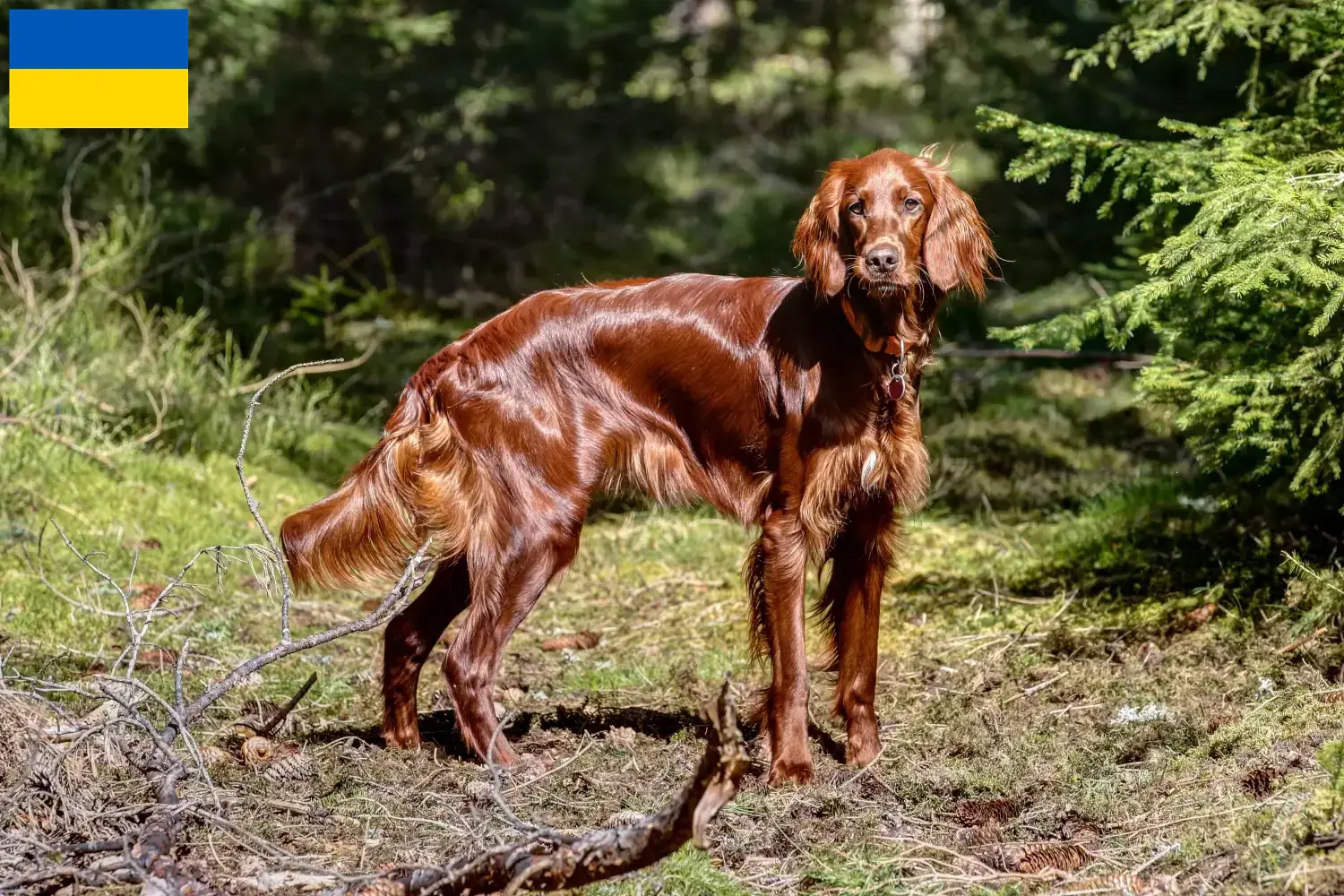 Read more about the article Irish Red Setter breeders and puppies in Ukraine