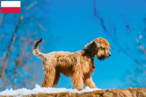 Read more about the article Irish Soft Coated Wheaten Terrier breeders and puppies in Poland