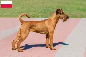 Read more about the article Irish Terrier breeders and puppies in Poland