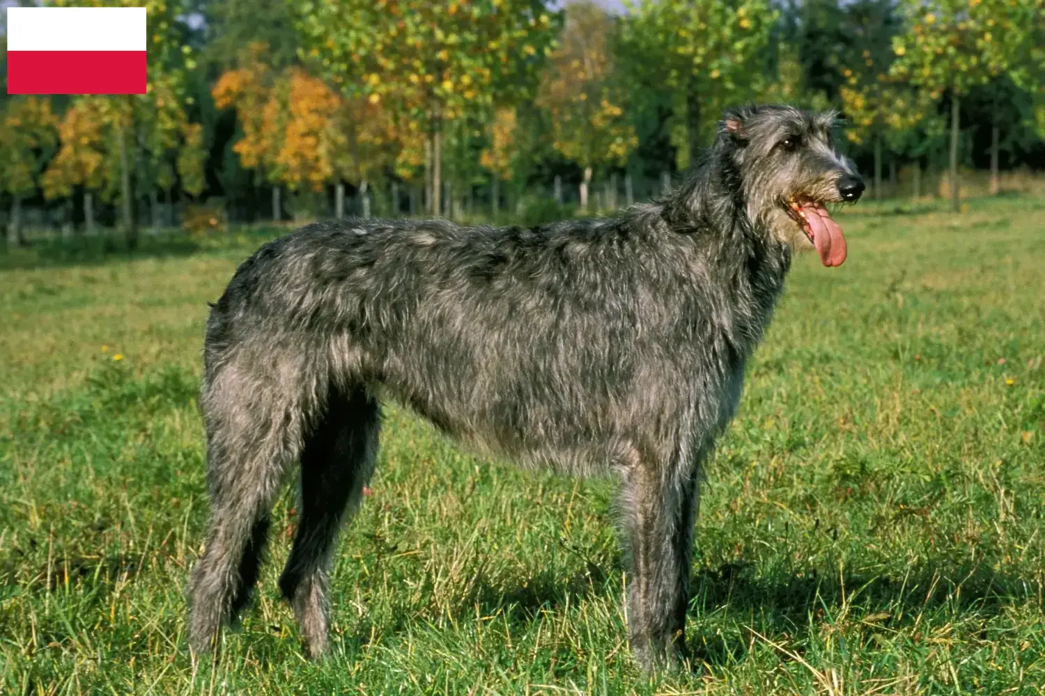 Read more about the article Irish Wolfhound breeders and puppies in Poland