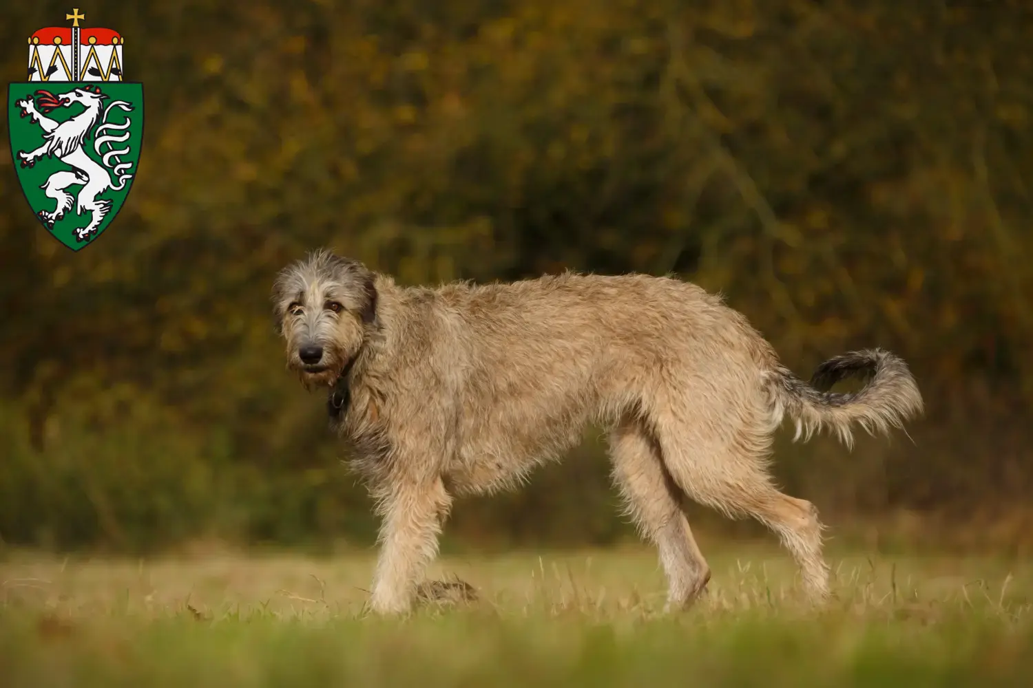 Read more about the article Irish Wolfhound breeders and puppies in Styria