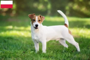 Read more about the article Jack Russell breeders and puppies in Poland