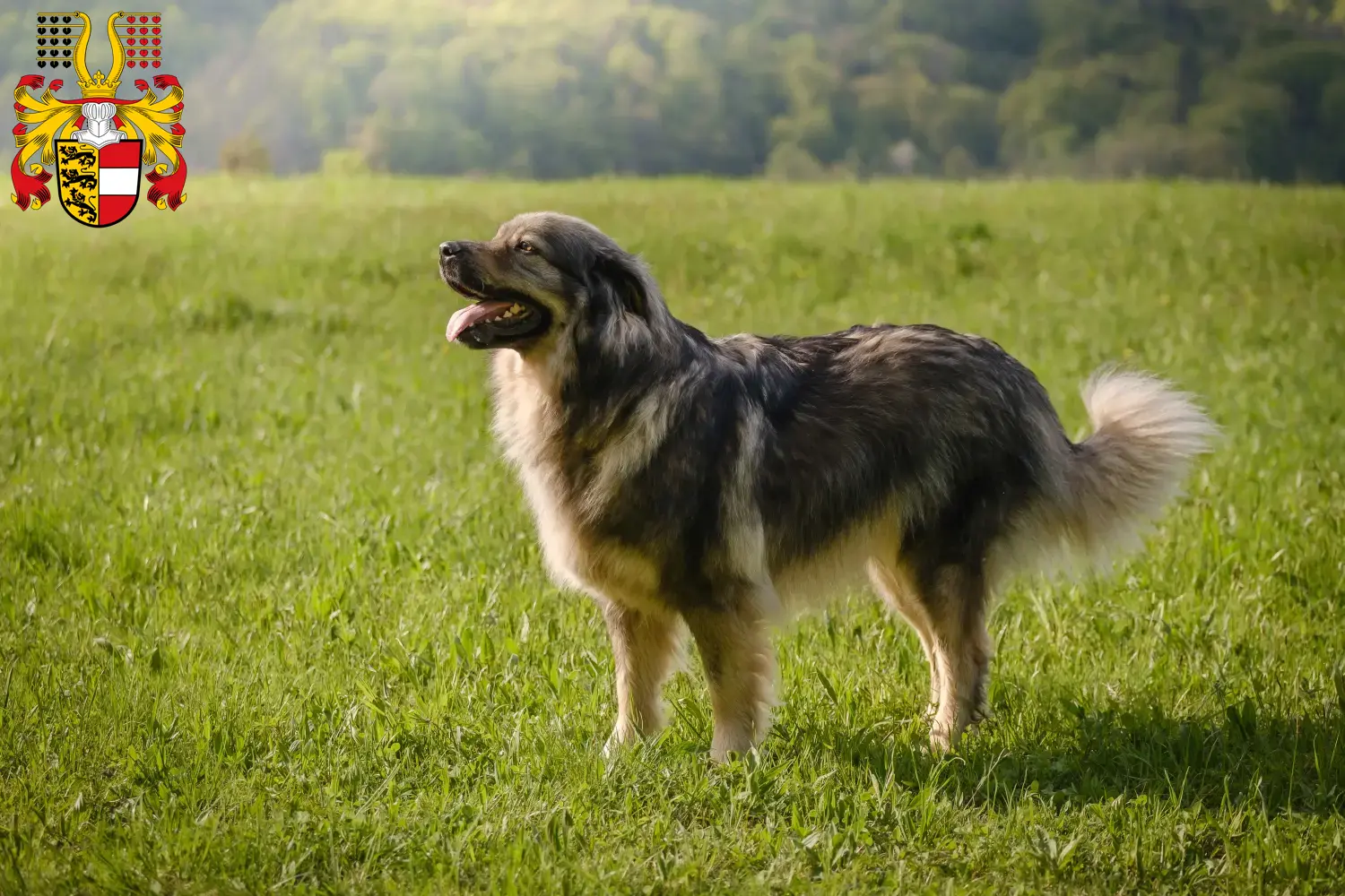 Read more about the article Karst Sheepdog breeders and puppies in Carinthia