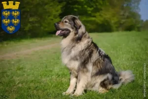 Read more about the article Karst Sheepdog breeders and puppies in Lower Austria