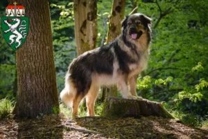 Read more about the article Karst Sheepdog breeders and puppies in Styria