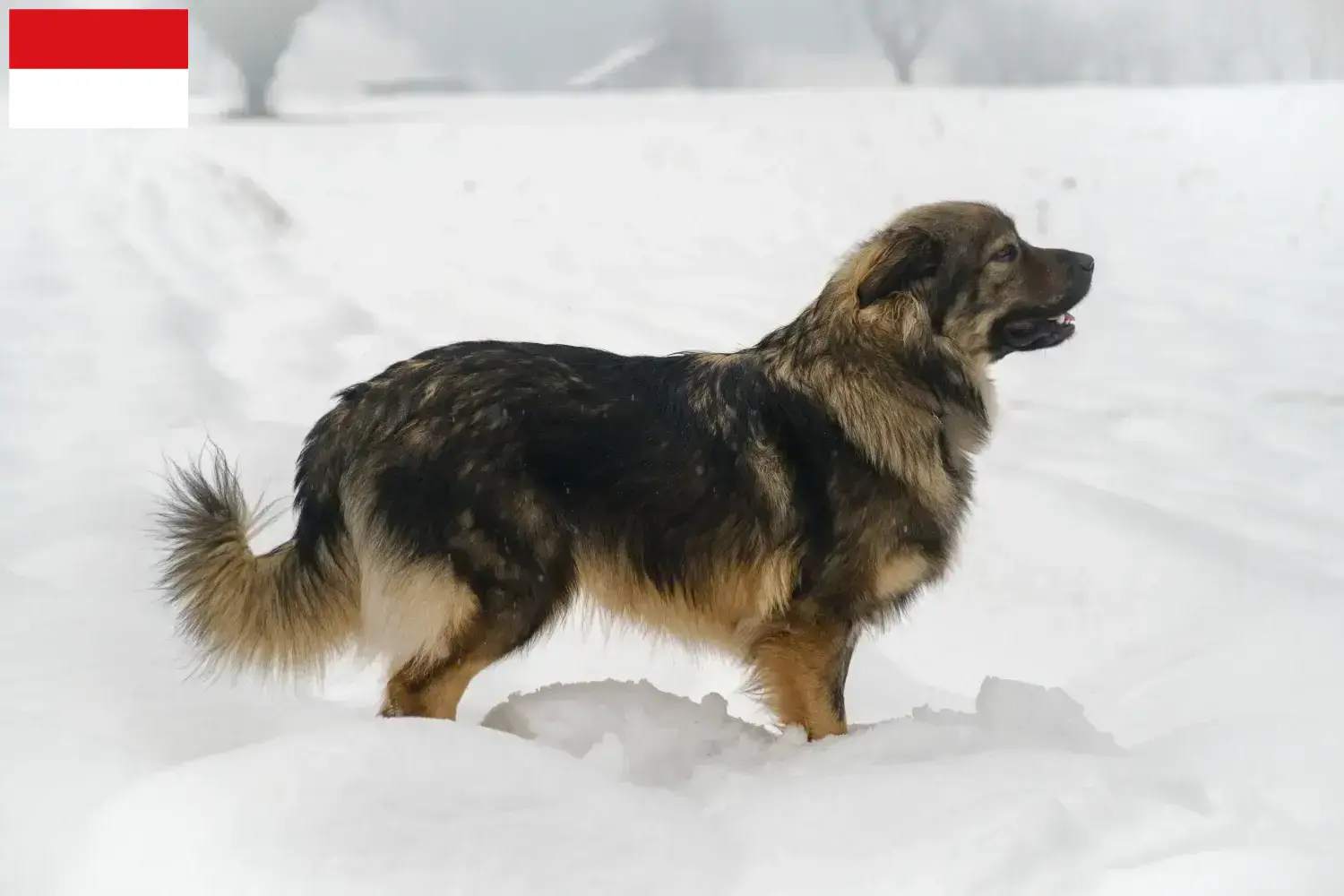 Read more about the article Karst Sheepdog breeders and puppies in Vienna