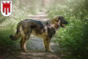 Read more about the article Karst Sheepdog breeders and puppies in Vorarlberg