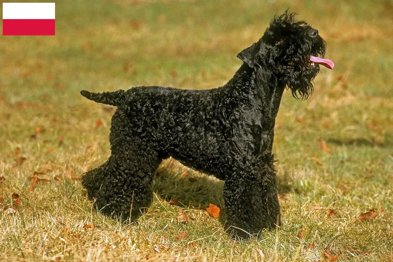 Read more about the article Kerry Blue Terrier breeders and puppies in Poland