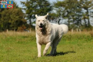 Read more about the article Kuvasz breeders and puppies in Bourgogne-Franche-Comté