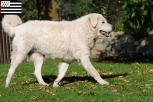 Read more about the article Kuvasz breeders and puppies in Brittany