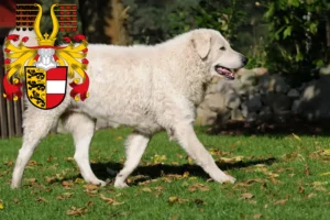 Read more about the article Kuvasz breeders and puppies in Carinthia