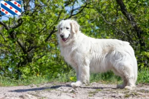 Read more about the article Kuvasz breeder and puppies in Friesland