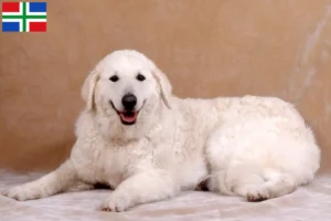 Read more about the article Kuvasz breeders and puppies in Groningen