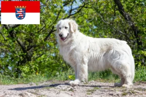 Read more about the article Kuvasz breeders and puppies in Hessen